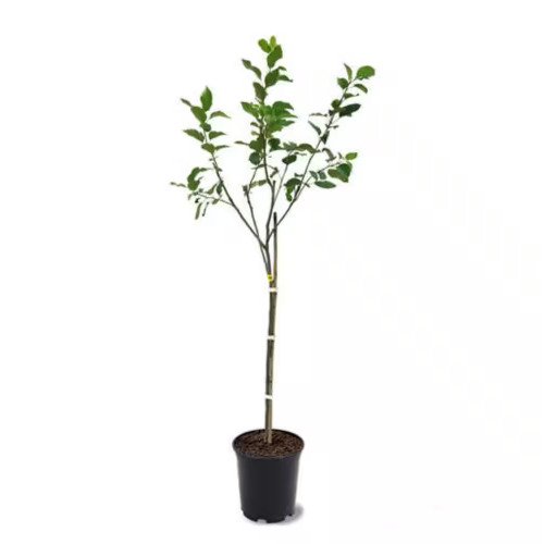 3 Ft. Fuji Apple Tree with Expectional Fruit & Pollinating Capabilities