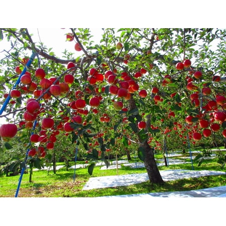 3 Fuji Apple Trees Bareroot 2-3 feet tall