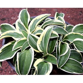 3 Funny Mouse Hostas in Pots