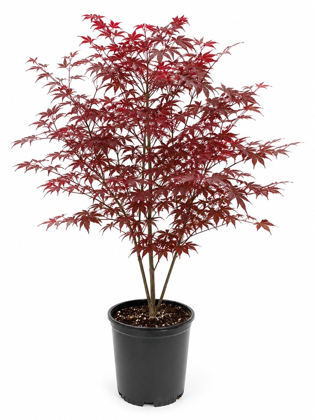 Bloodgood Japanese Maple Ornamental Live Tree in 3-Gallon Grower Pot