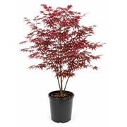 Pennington Bloodgood Japanese Maple Tree in 3-Gallon Pot for Ornamental Gardens