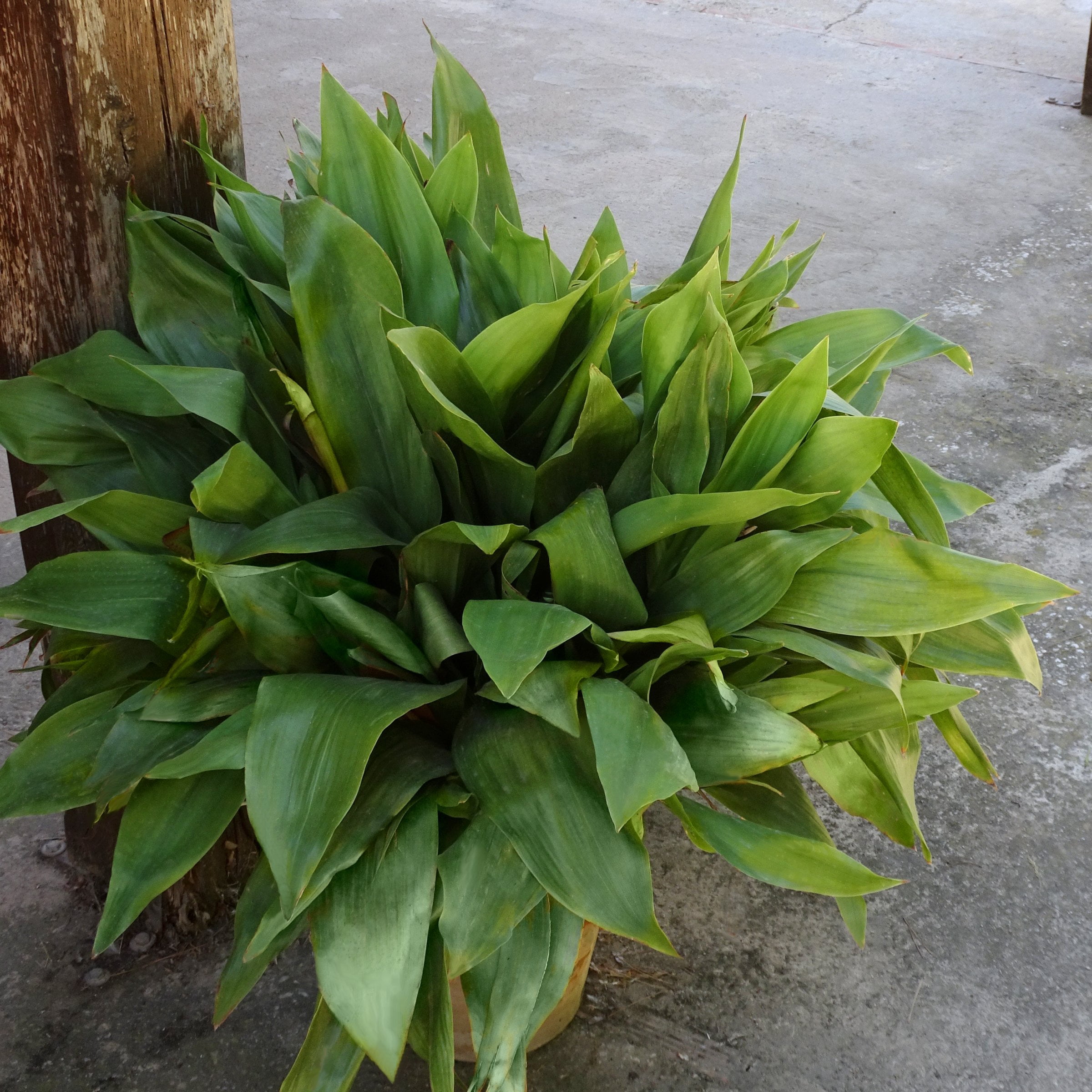 3 Gal Aspadistra Cast Iron Plant