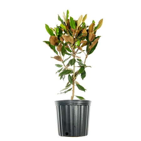 3 Gal. Bracken's Brown Beauty Magnolia - Fragrant Southern Magnolia - Cold Hardy