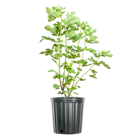 3 Gal. Brown Turkey Fig Tree - Edible Fruit - Cold Hardy