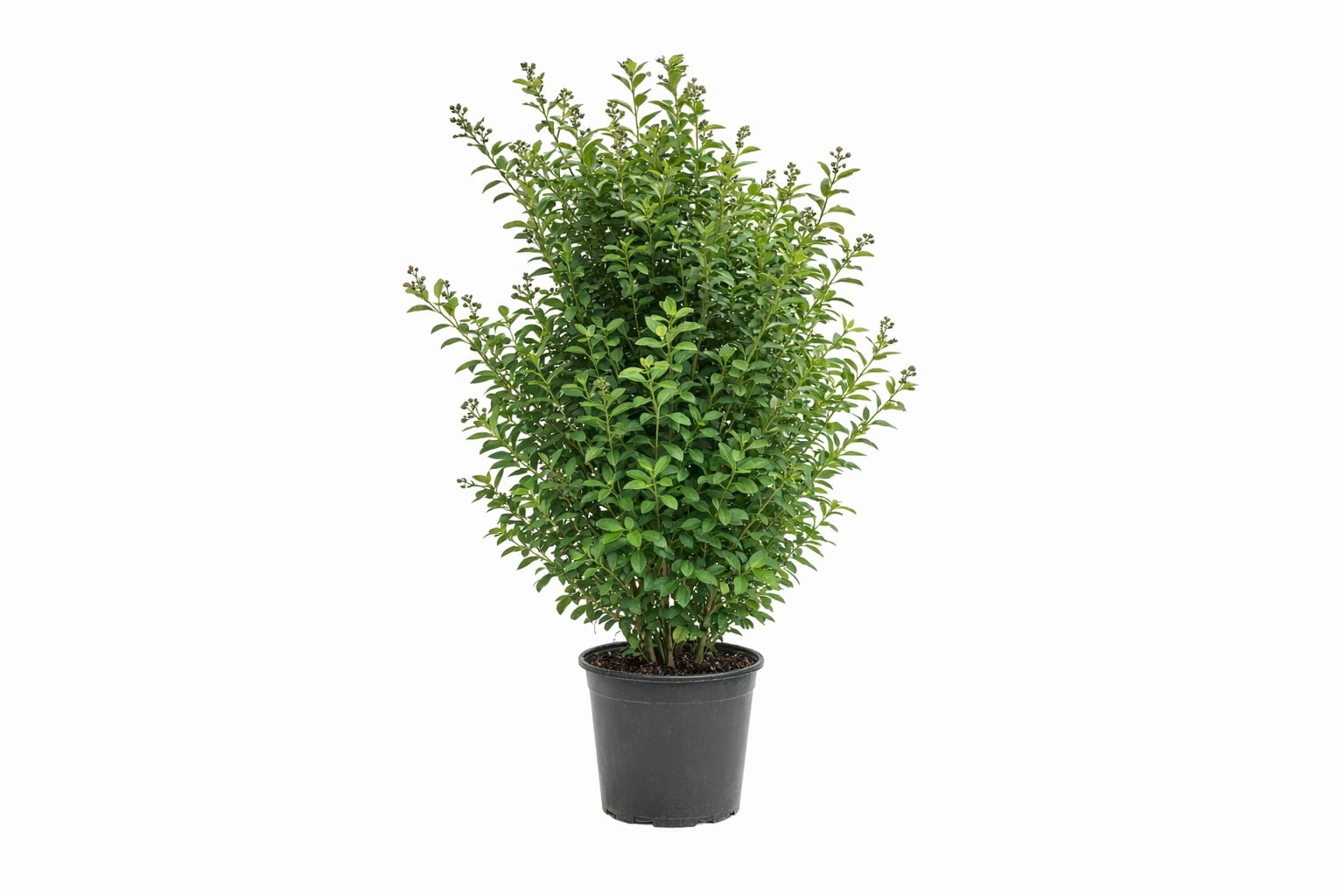 Green Mountain Boxwood Evergreen Live Shrub in 3-Gallon Grower Pot