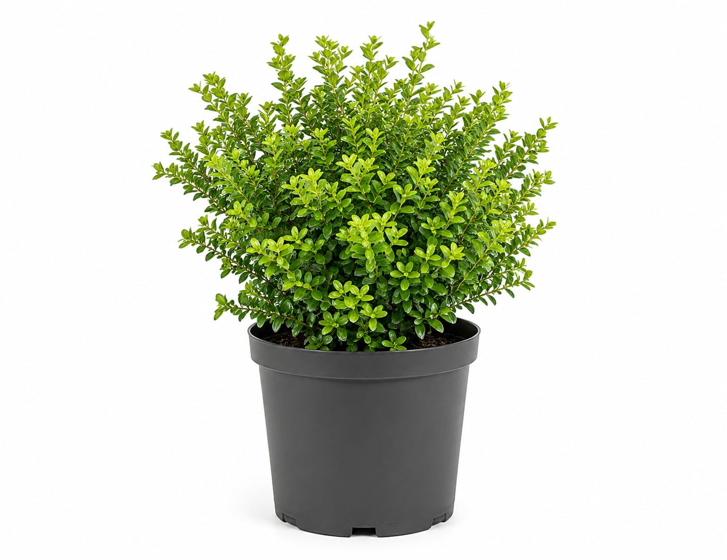 Green Velvet Boxwood Evergreen Live Shrub in 3-Gallon Grower Pot