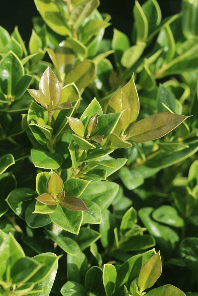 3 Gal. Carissa Holly - Drought & Heat Tolerant - Low Maintenance