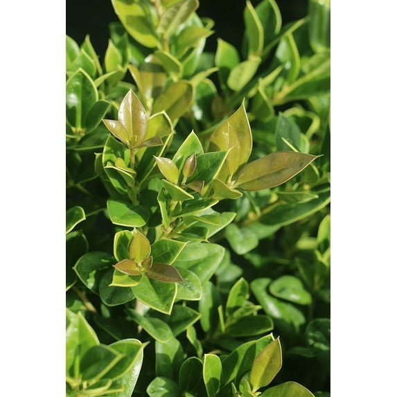 3 Gal. Carissa Holly - Drought & Heat Tolerant - Low Maintenance