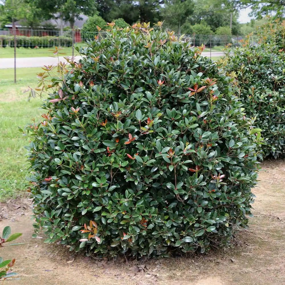 3 Gal. Cleyera Japonica Shrub