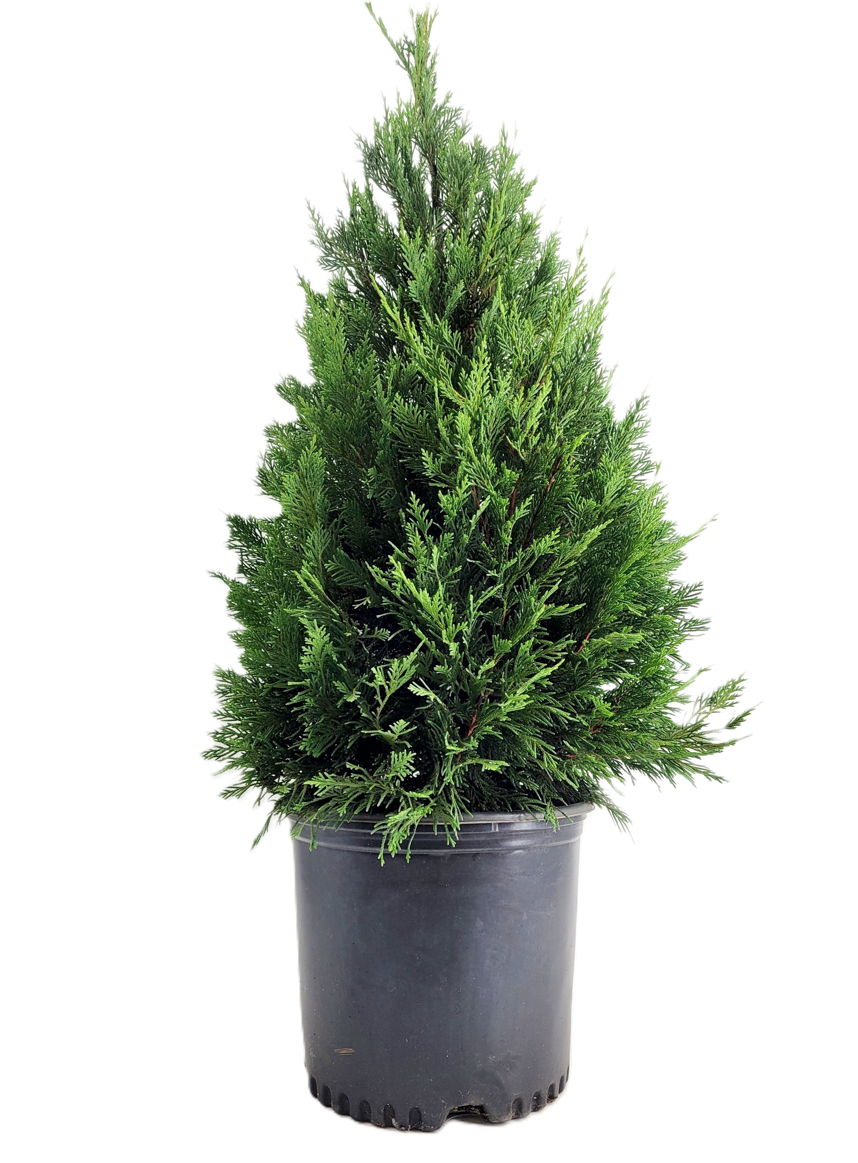 Leyland Cypress Evergreen Live Shrub in 3-Gallon Grower Pot