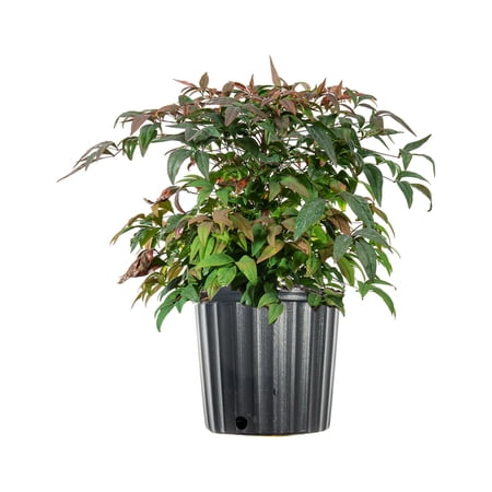3 Gal. Dwarf Nadina 'Firepower' Shrub - Colorful Foliage - Low Maintenance