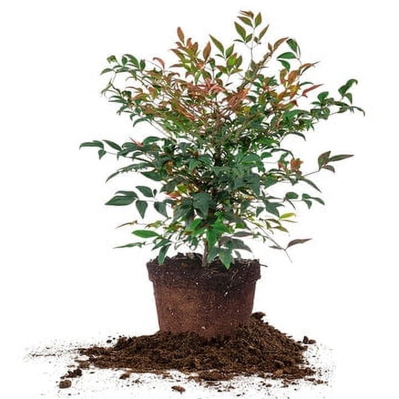 3 Gal. Dwarf Nandina 'Gulf Stream' Shrub - Evergreen - Drought Tolerant