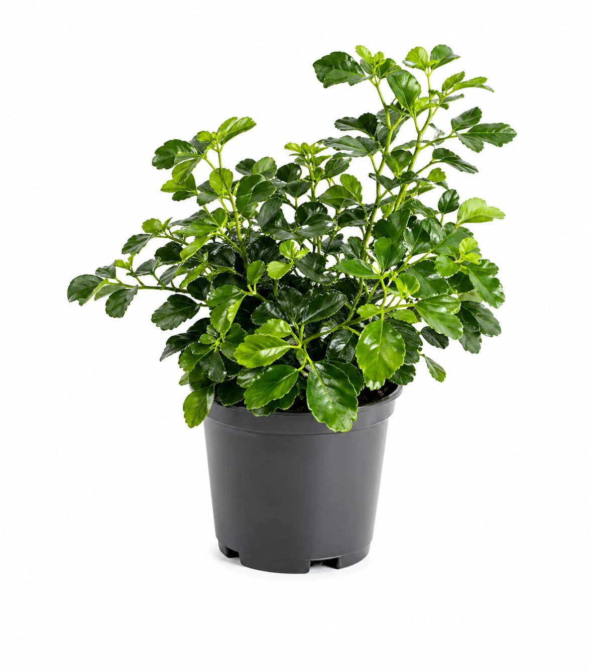 Chicago Hardy Fig Fruit Live Tree in 3-Gallon Grower Pot