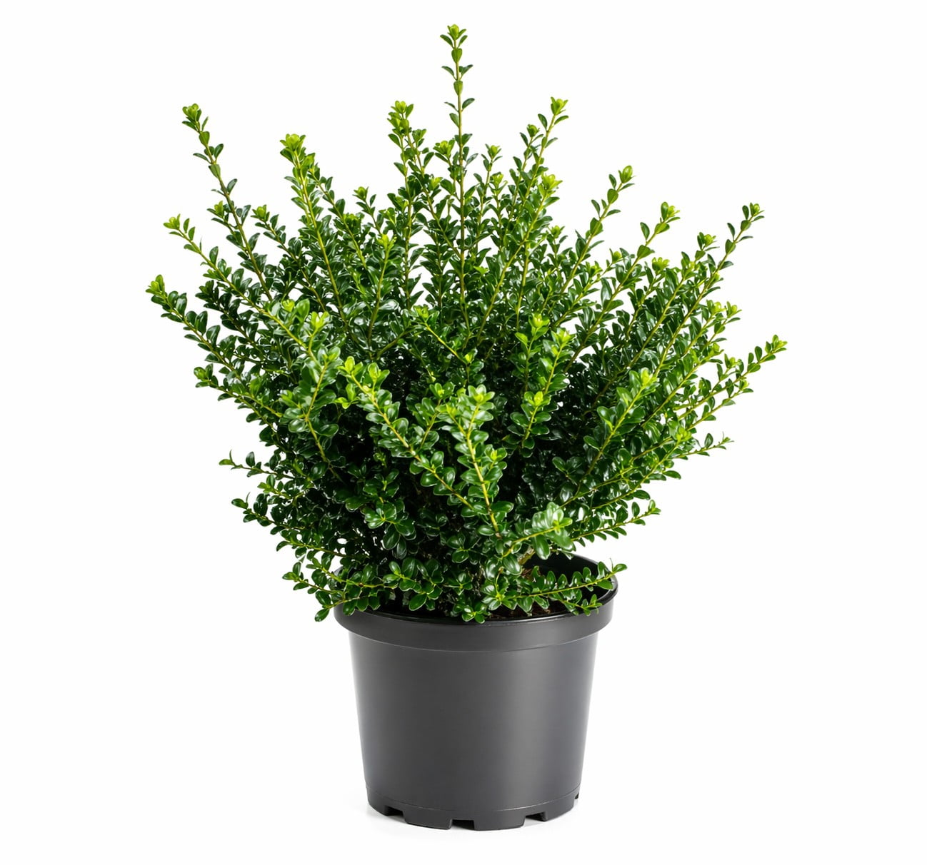 Compacta Japanese Holly Evergreen Live Shrub in 3-Gallon Grower Pot