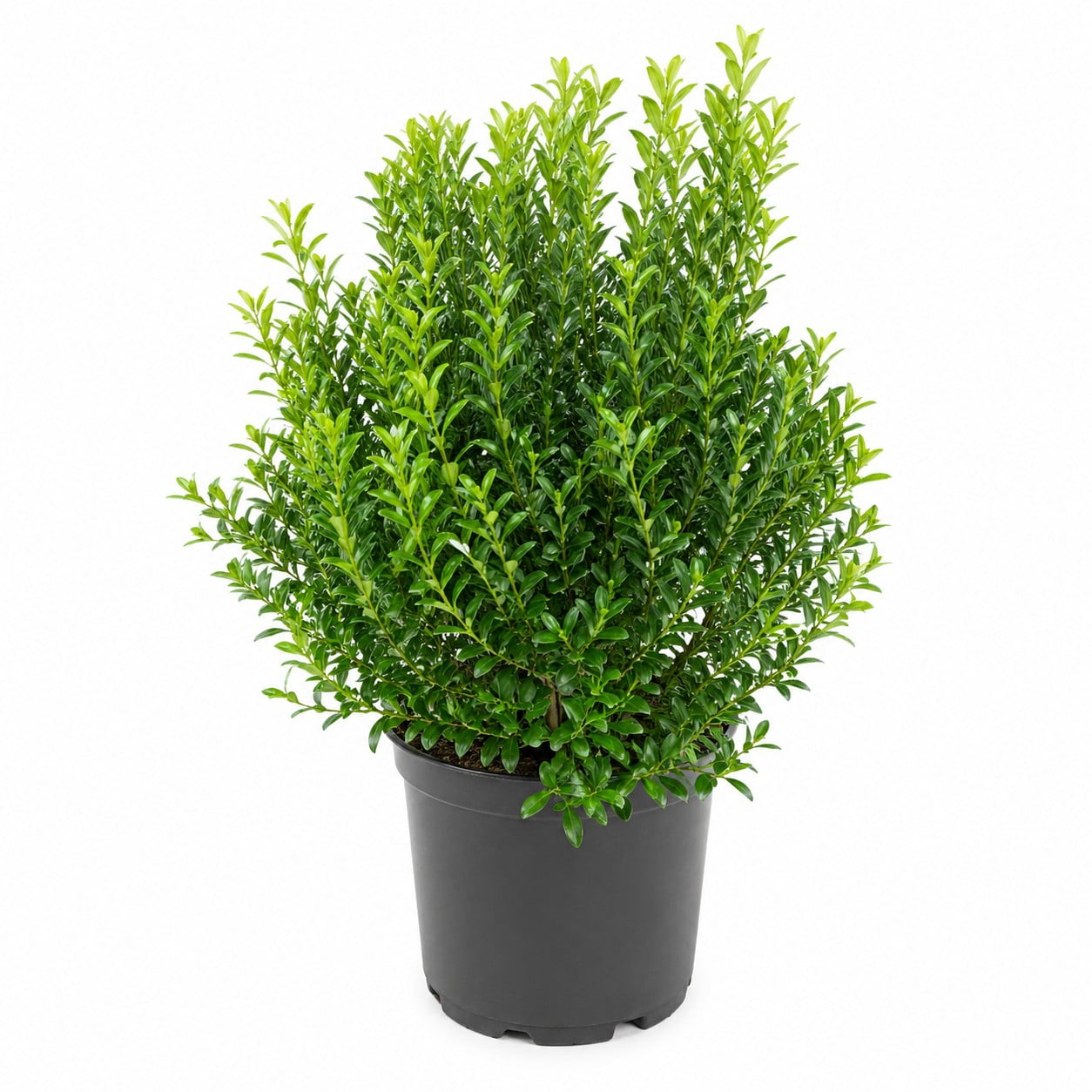 Shamrock Inkberry Holly Evergreen Live Shrub in 3-Gallon Grower Pot