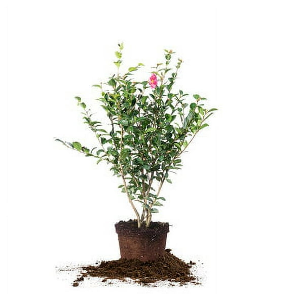 3 Gal. Kanjori Camellia - Vibrant Pink Flowers - Mid Winter Bloom
