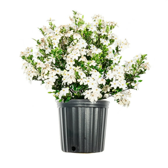 3 Gal. Kleim's Hardy Gardenia - Intoxicating Fragrance -Gets COVERED in Fragrant White Flowers