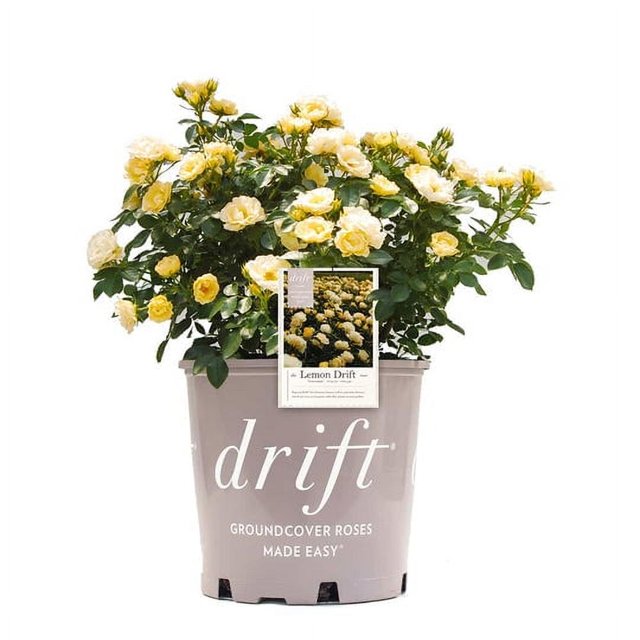 3 Gal. Lemon Drift Rose Bush Drought Tolerant Showy Flowers