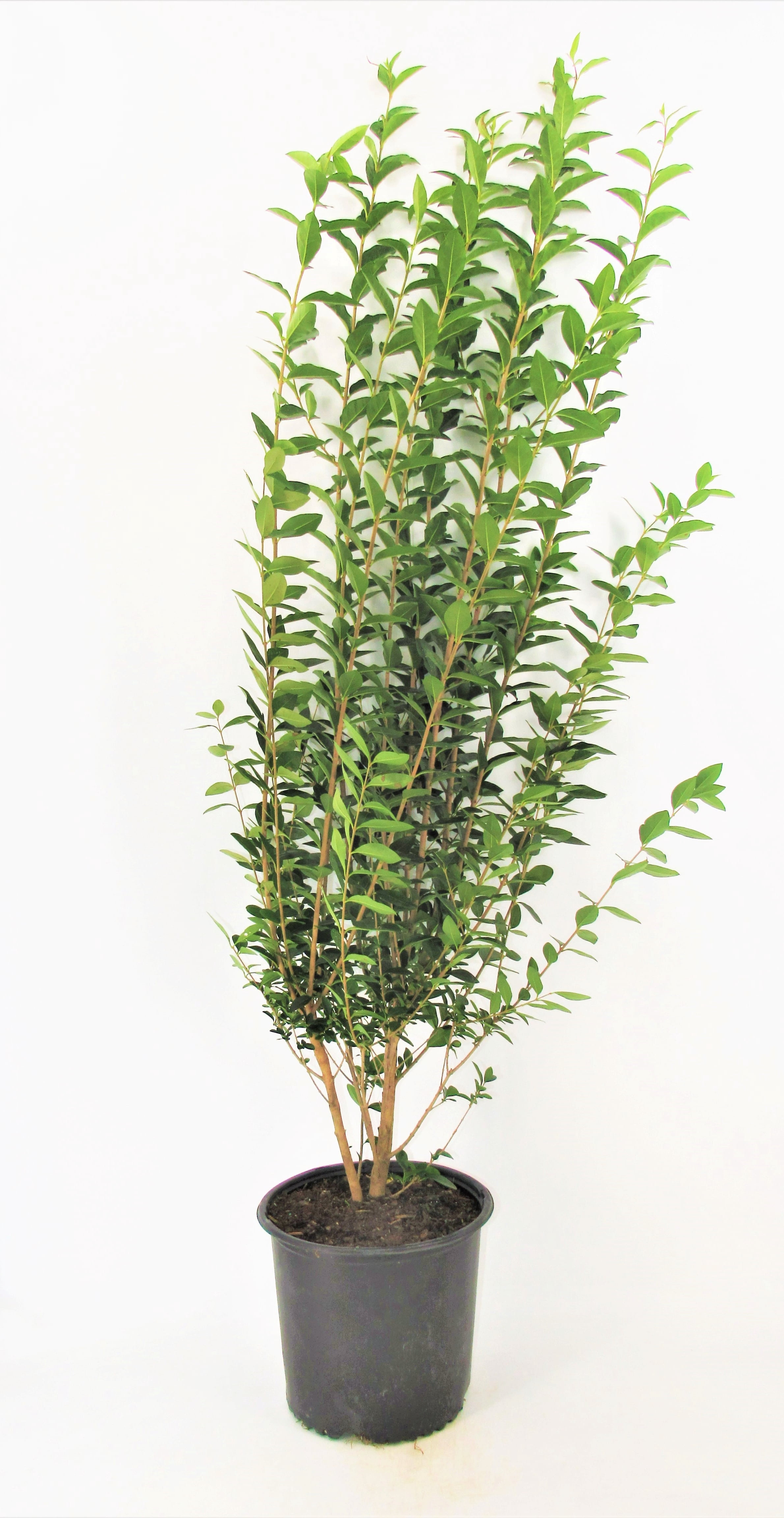 Ligustrum California Privet Flowering Live Shrub in 3-Gallon Grower Pot