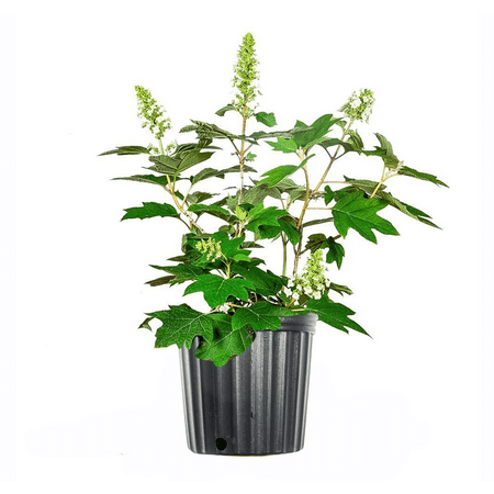 3 Gal. Oakleaf Hydrangea - Long Lasting Blooms Pyramidal Shape