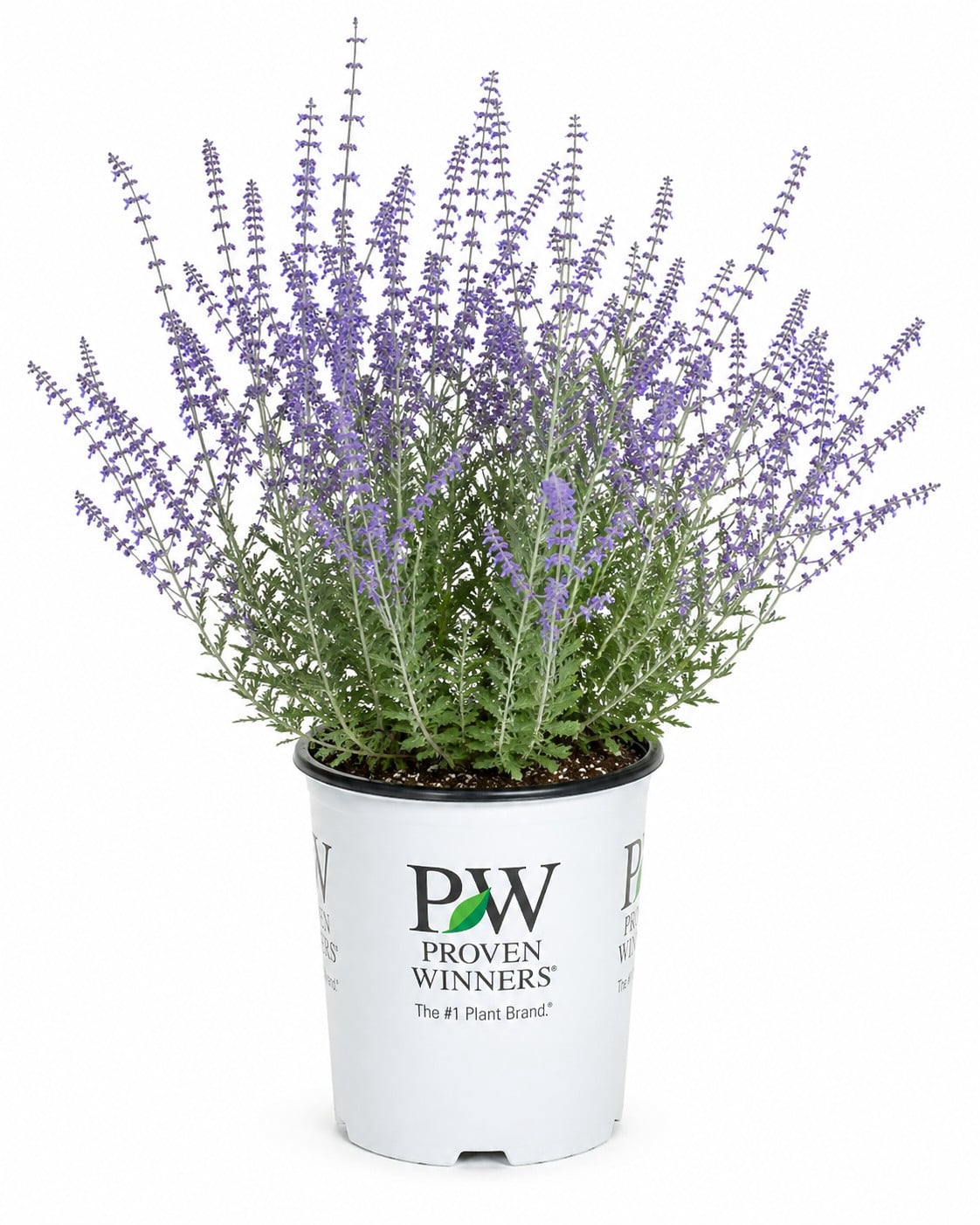 Proven Winners Denim 'n Lace Russian Sage Perennial Live Plant in 3-Gallon Grower Pot