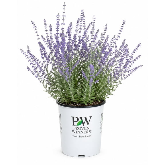 Proven Winners Denim 'n Lace Russian Sage Perennial Live Plant in 3-Gallon Grower Pot