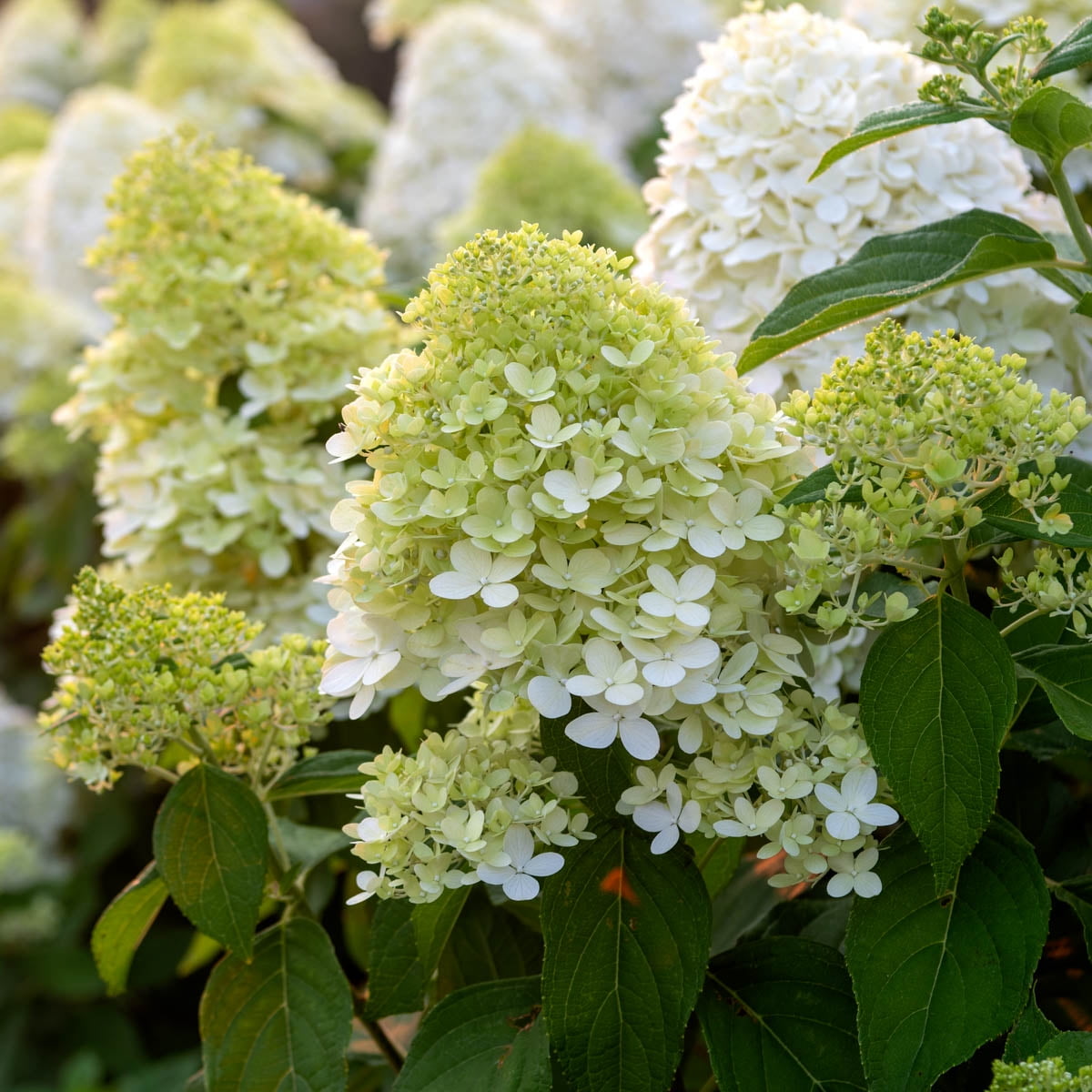 3 Gal. Pot, Limelight Hydrangea Shrub Deciduous Flowering Plant - 1 plant per offer