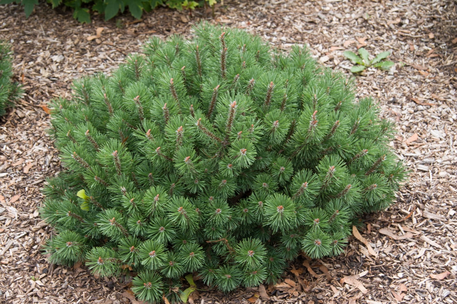 Pin Shrib 3 Gal. Pot, Mugo Pine Evergreen Shrub, One Plant per Offer - Walmart.com