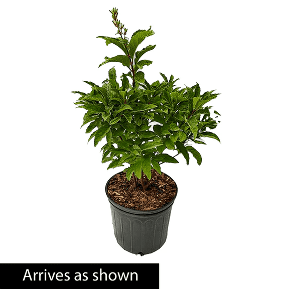 Direct Gardening Rosie Beach Party Pink Flowering Southern Lilac Bush, 3-Gallon Potted Plant