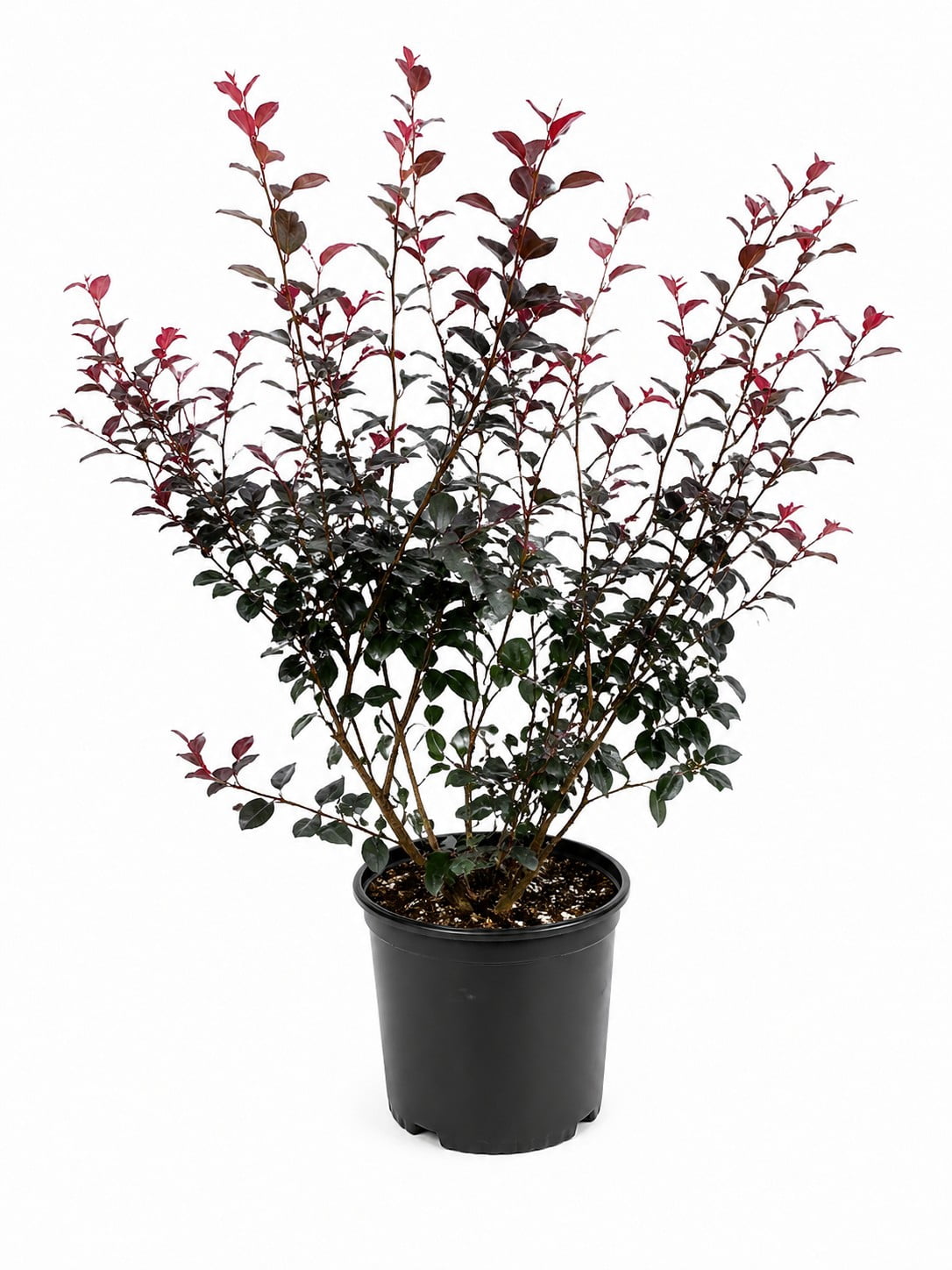 Purple Leaf Sand Cherry Flowering Live Shrub in 3-Gallon Grower Pot
