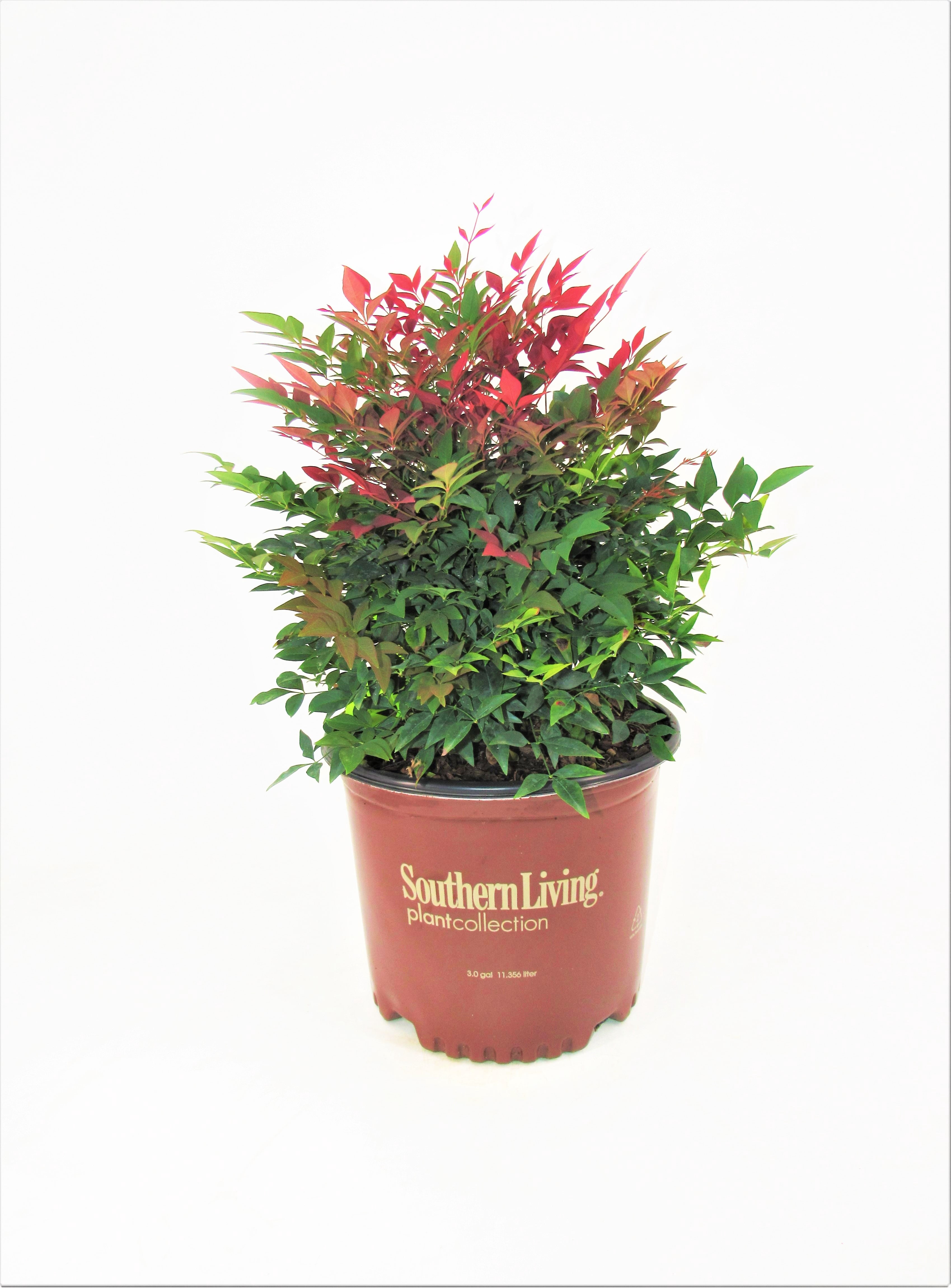 Southern Living Nandina Obsession Live Shrub in 3-Gallon Grower Pot