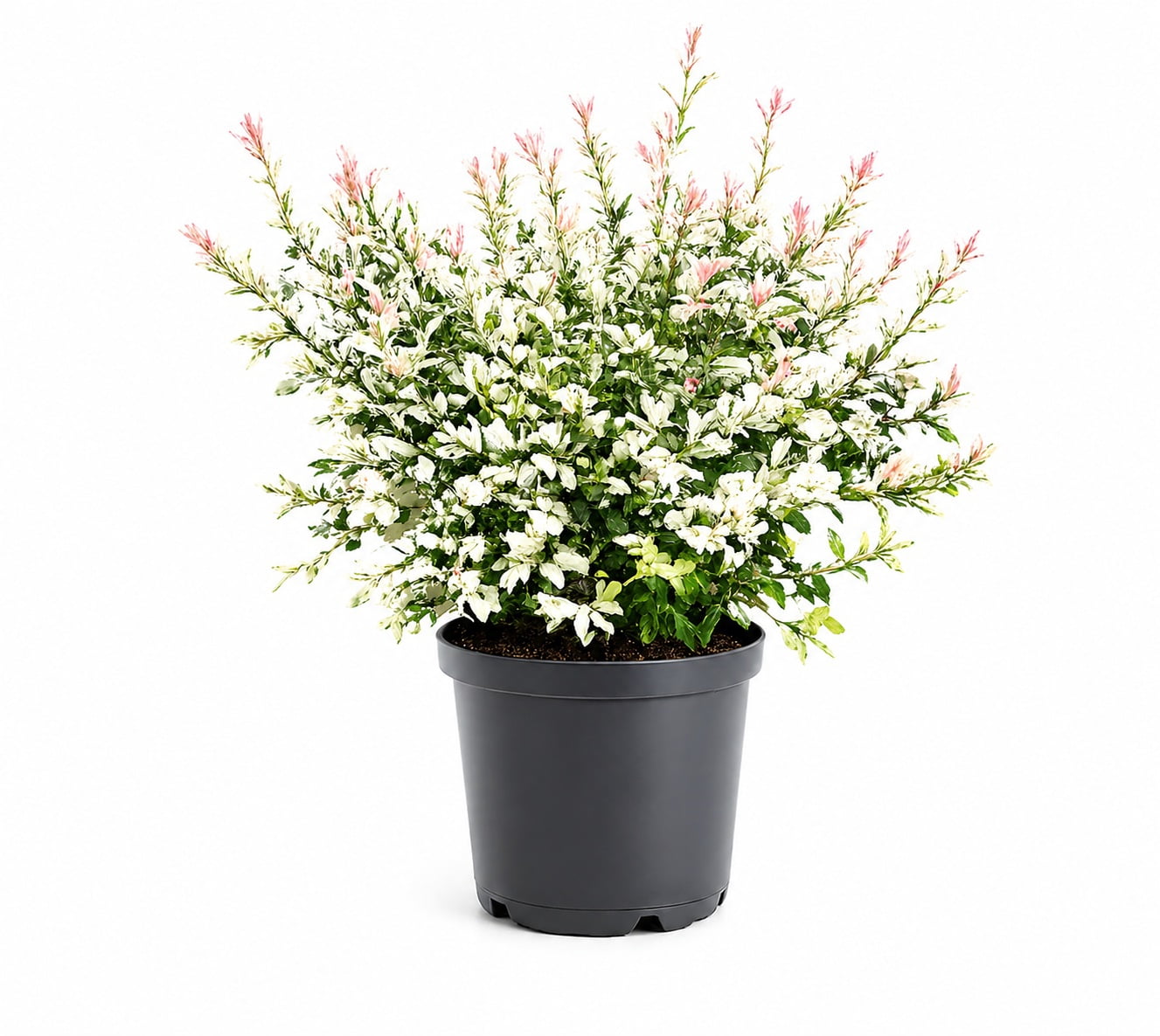 Pennington Hakuro Nishiki Dappled Willow Live Shrub, 3 gal Grower Pot