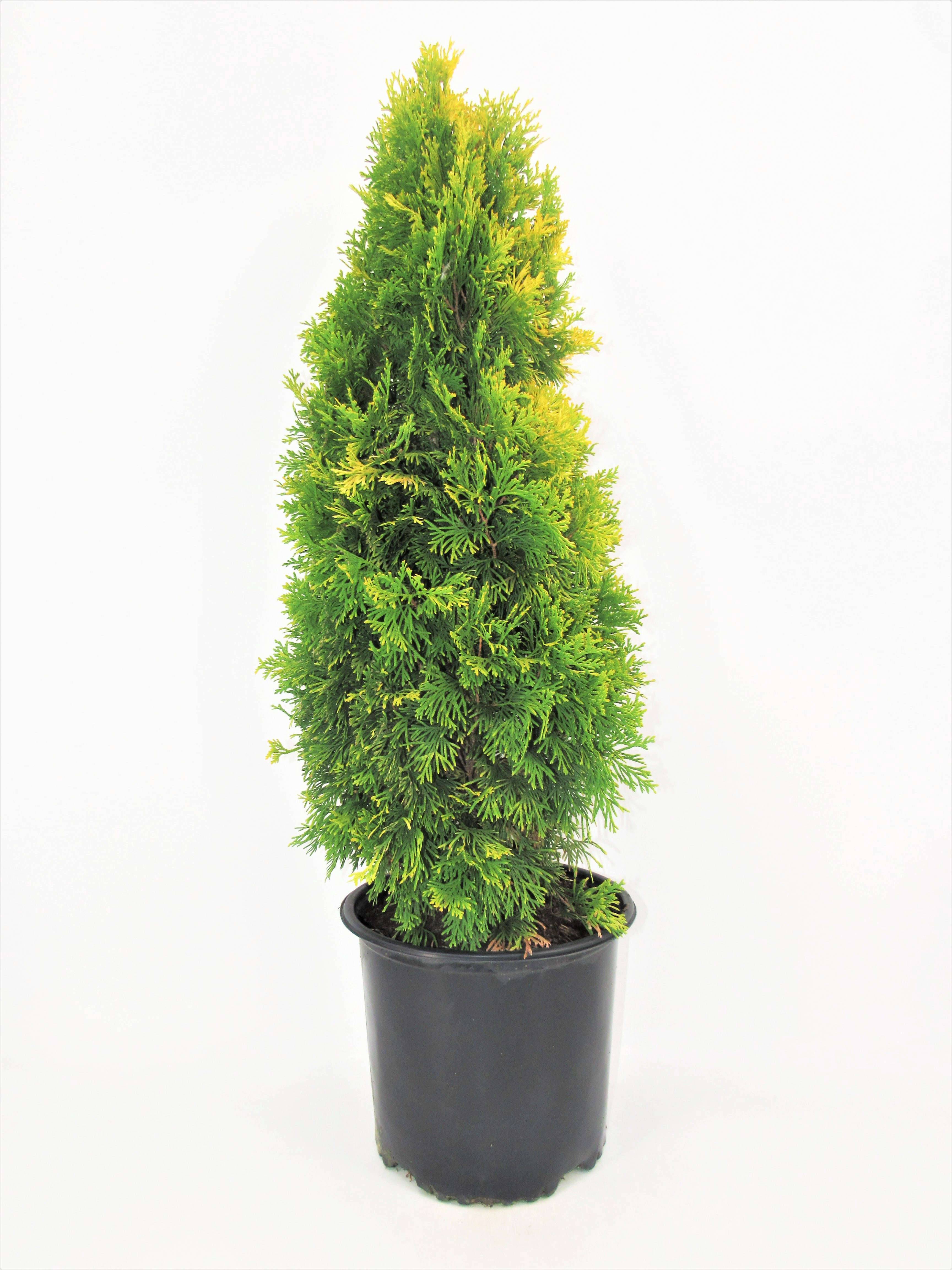 Thuja Amber Gold Arborvitae Evergreen Live Shrub in 3-Gallon Grower Pot