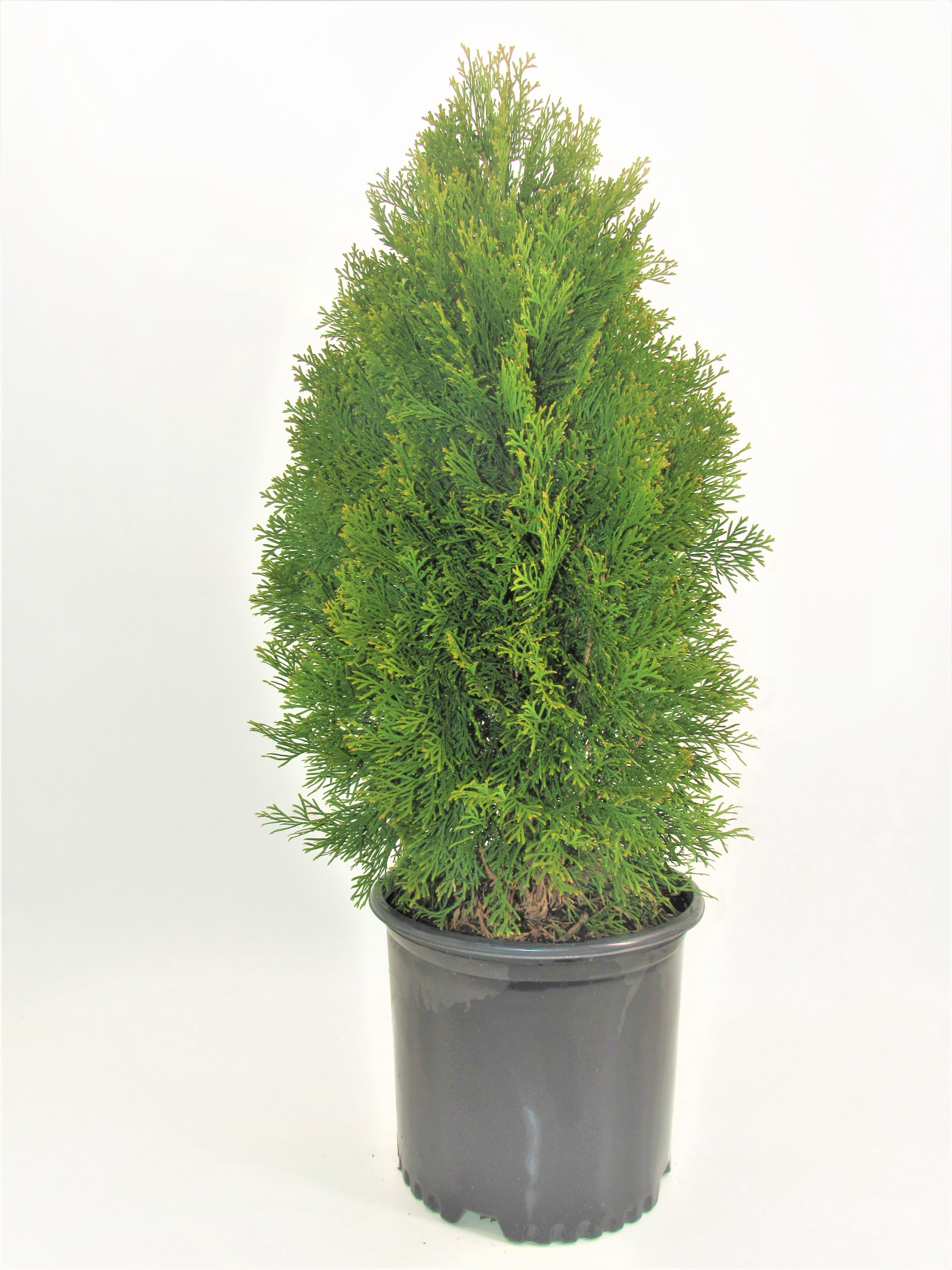 Thuja Emerald Green Arborvitae Evergreen Live Shrub in 3-Gallon Grower Pot