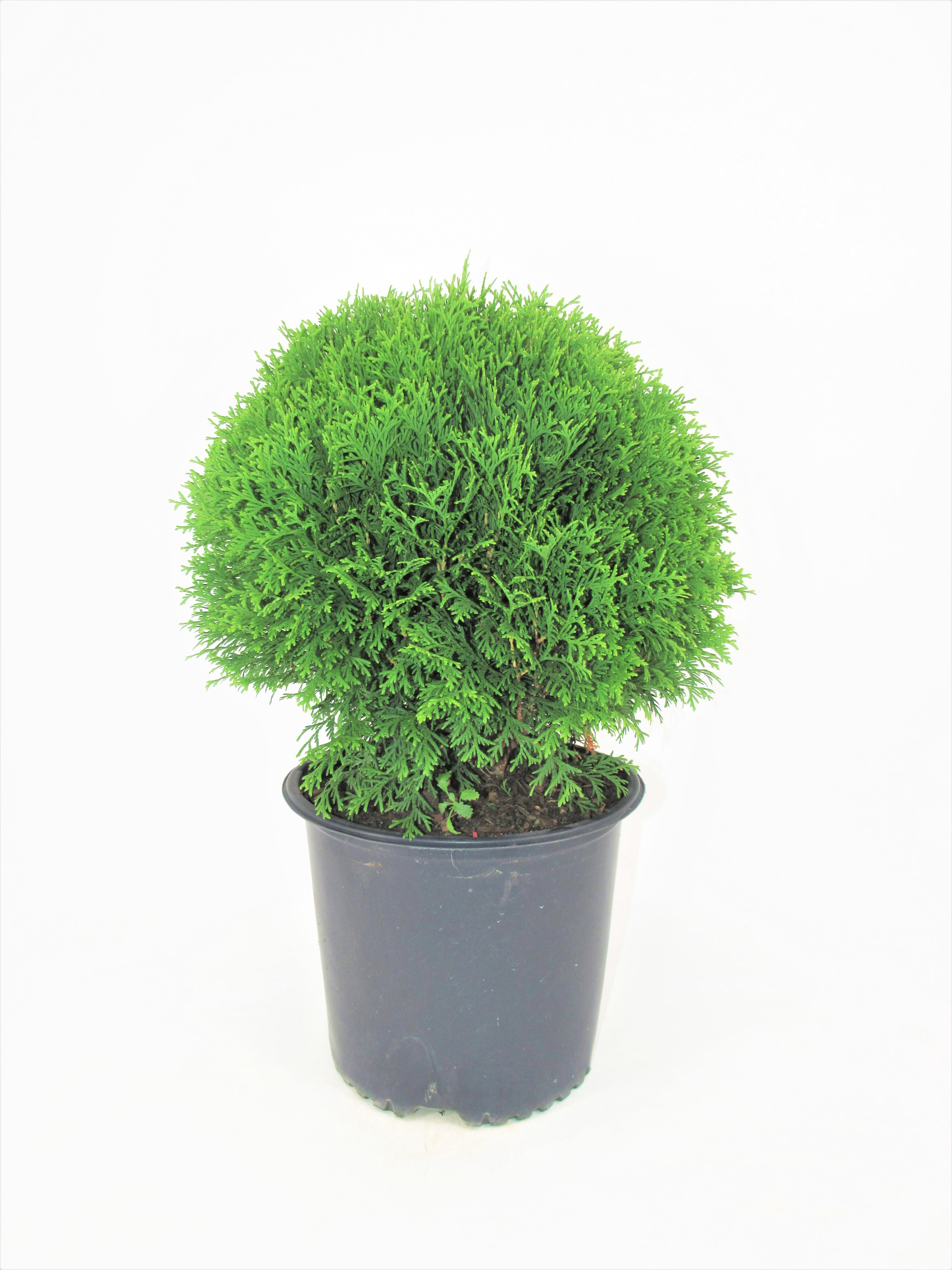 Thuja Little Giant Arborvitae Evergreen Live Shrub in 3-Gallon Grower Pot