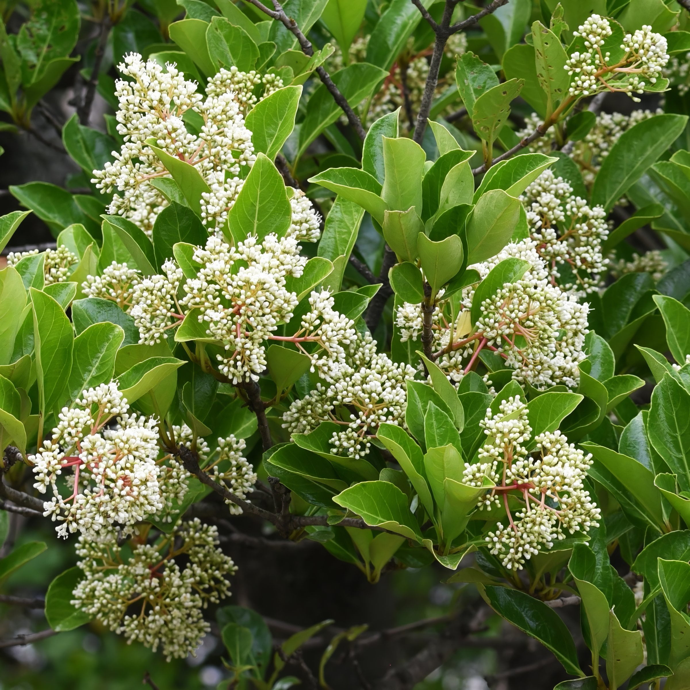 National Plant Network 3 Gal Viburnum Chindo Shrub with White Flowers