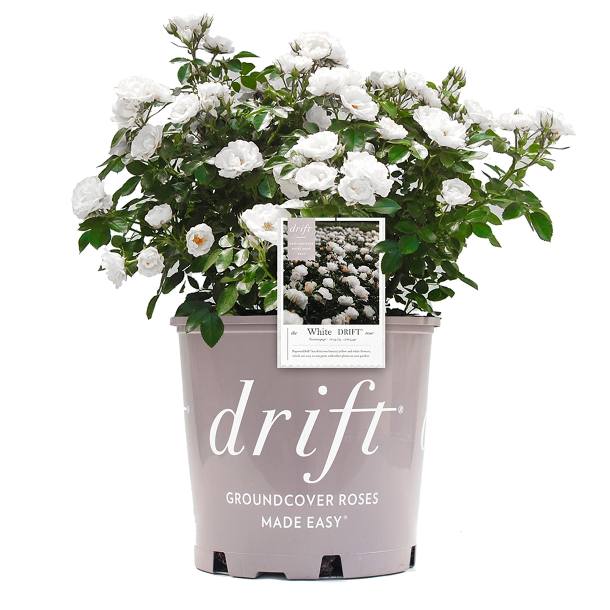 た*ん様 white rose × dwarf tatuta spore noo Amazon.com : Heirloom Roses Rose Bush - Nona Live White