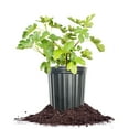 thumbnail image 1 of 3 Gallon Kadota Fig Tree, 1 of 6