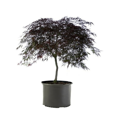 Expert Gardener Tamukeyama Japanese Maple in 3-Gallon Grower Pot