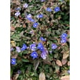 thumbnail image 1 of 3 Georgia Blue Veronica in a 4 inch pot, 1 of 2