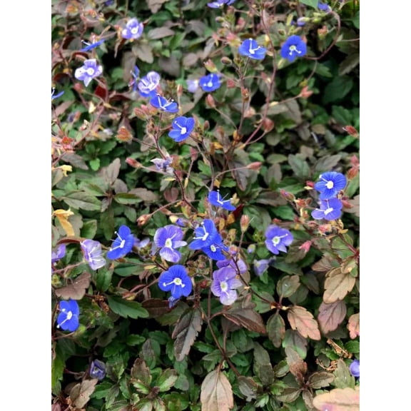 3 Georgia Blue Veronica in a 4 inch pot