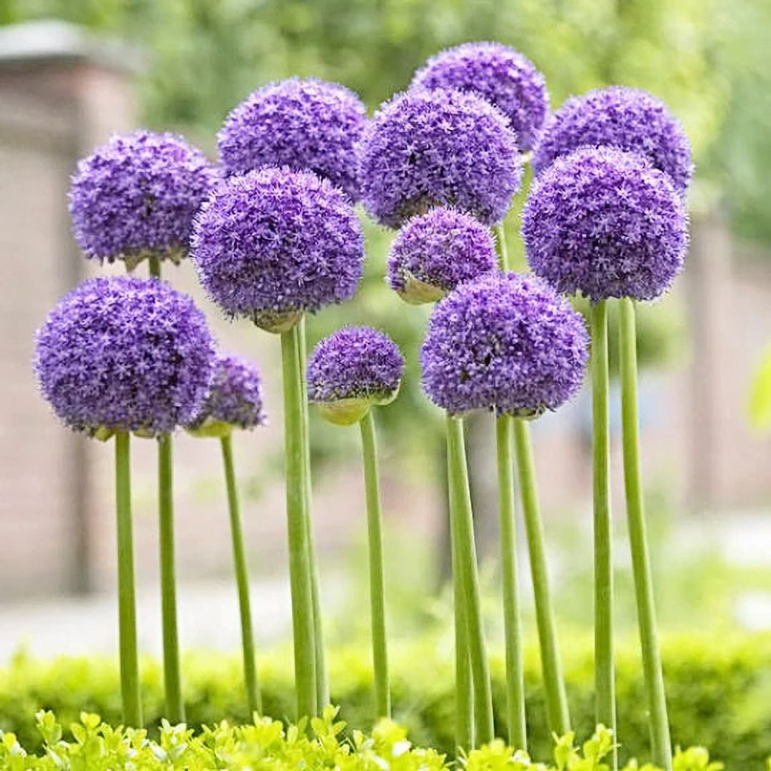 3 Giant Allium Globemaster