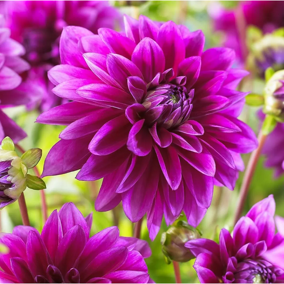 3 Giant Decorative Le Baron Dahlia Bulbs for Planting, Purple Dinnerplate Dahlia Flowers Tubers Huge Bloom - Grows Well In Containers