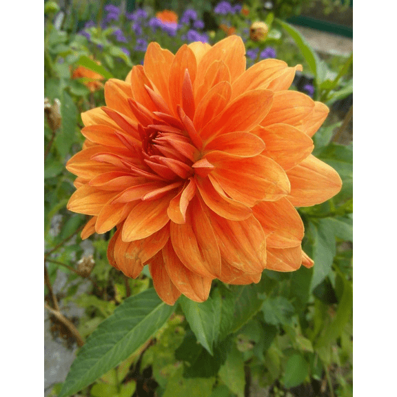 3 Giant Noordwijks Glorie Dahlia Bulbs for Planting, Orange Dinnerplate Dahlia Flowers Tubers Huge Bloom - Grows Well In Containers