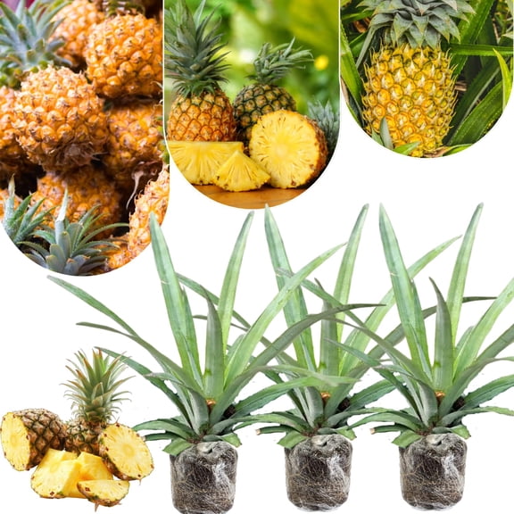 3 Gold Pineapple Plants Live For Growing 5 To 8 Inch Height, Sweet Pineapple Fruit Tree Live Plant Home Garden