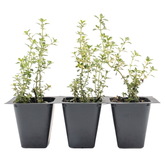 3 Golden Lemon Thyme (Thymus citriodorus ‘Golden’) | Variegated Yellow-Green Evergreen Culinary Herb with Lemon-Scented Leaves | 2.5” Nursery Cubes, Ready-to-Plant Live Starter Plants