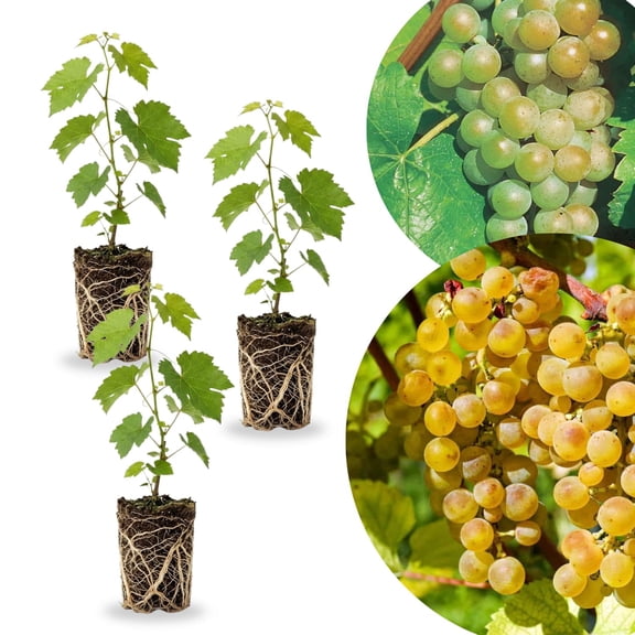 3 Grape Plants Live for Planting, Starter Plants, 3-5" Tall, No Pot, Cold Hardy, Tree Grape Vines Fruit for Spring Growing (Green Yellow)