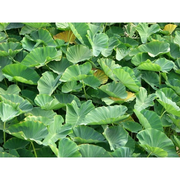 3 Green Elephant Ears in 4 inch Containers (3 Pots of Plants, one plant per pot) Do not order in extreme hot or cold temps!