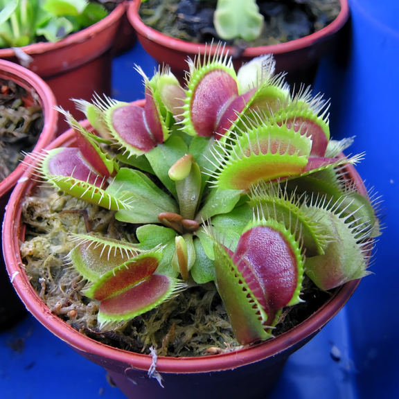3 Green Giant Venus Flytrap Live Plant, Well-started Dionaea Muscipula Cultivar Plant