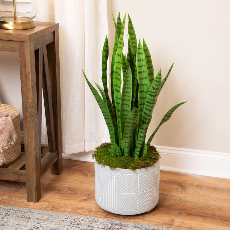 Northlight 35" Two Tone Green Artificial Indoor Potted Snake Plant